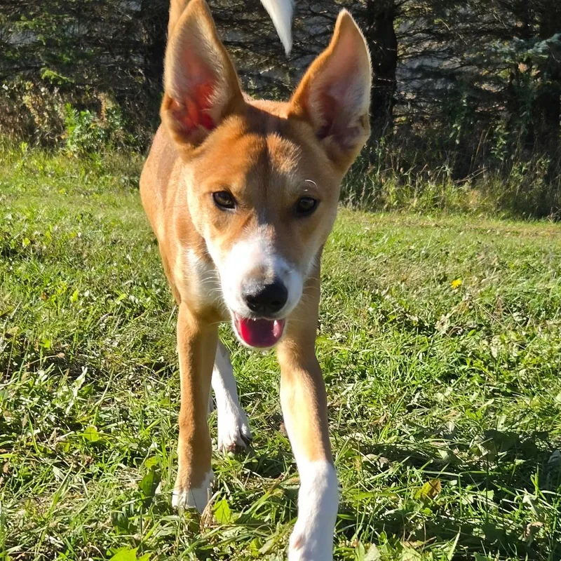 A young medium-sized male Yellow / Tan / Blond / Fawn Basenji dog named Ernie for adoption in Wadena, MN
