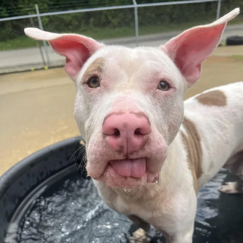 An adult medium-sized male White / Cream Pit Bull Terrier dog named Fabio for adoption in Belleville, IL