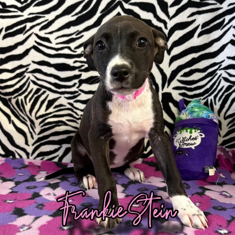 A baby medium-sized female Shepherd dog named Frankie Stein for adoption in Hillsboro, OH