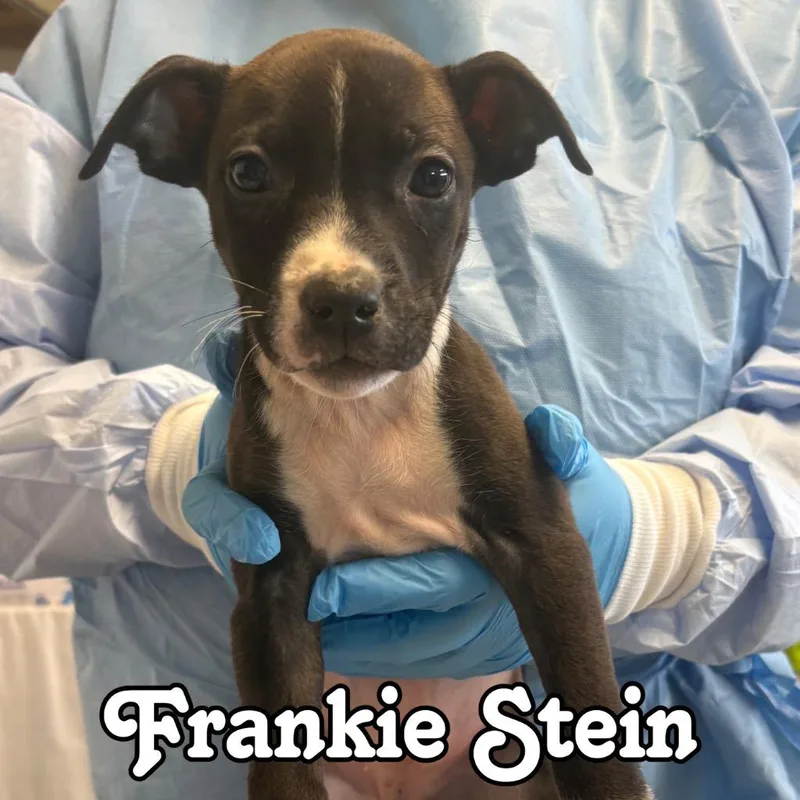 Frankie Stein thumbnail 2