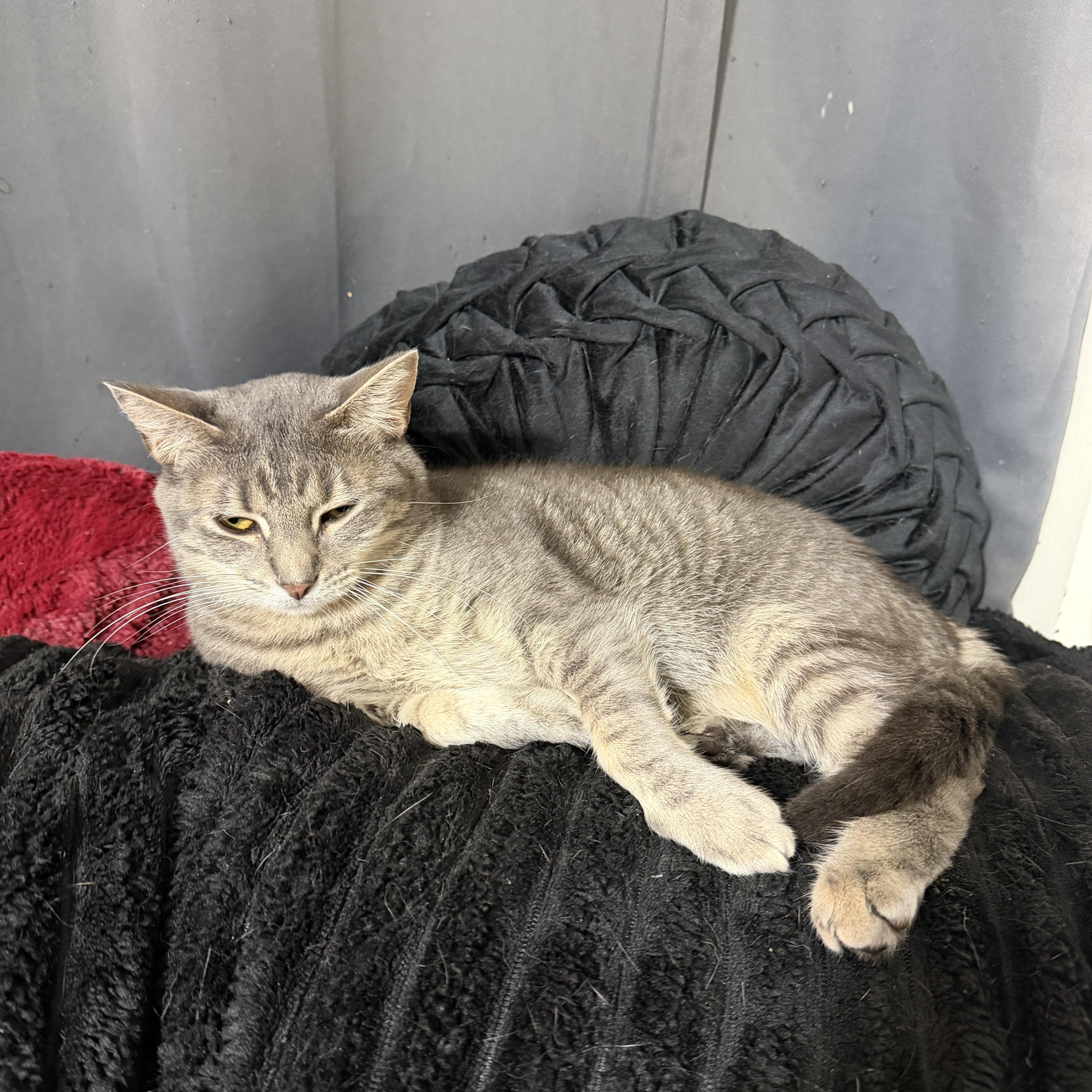 A young medium-sized female Tabby (Gray / Blue / Silver) Domestic Short Hair cat named Pearl for adoption in Liverpool, TX