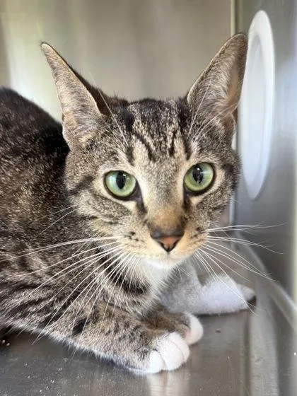 A baby medium-sized female Domestic Short Hair cat named Coraline for adoption in West Chester, PA