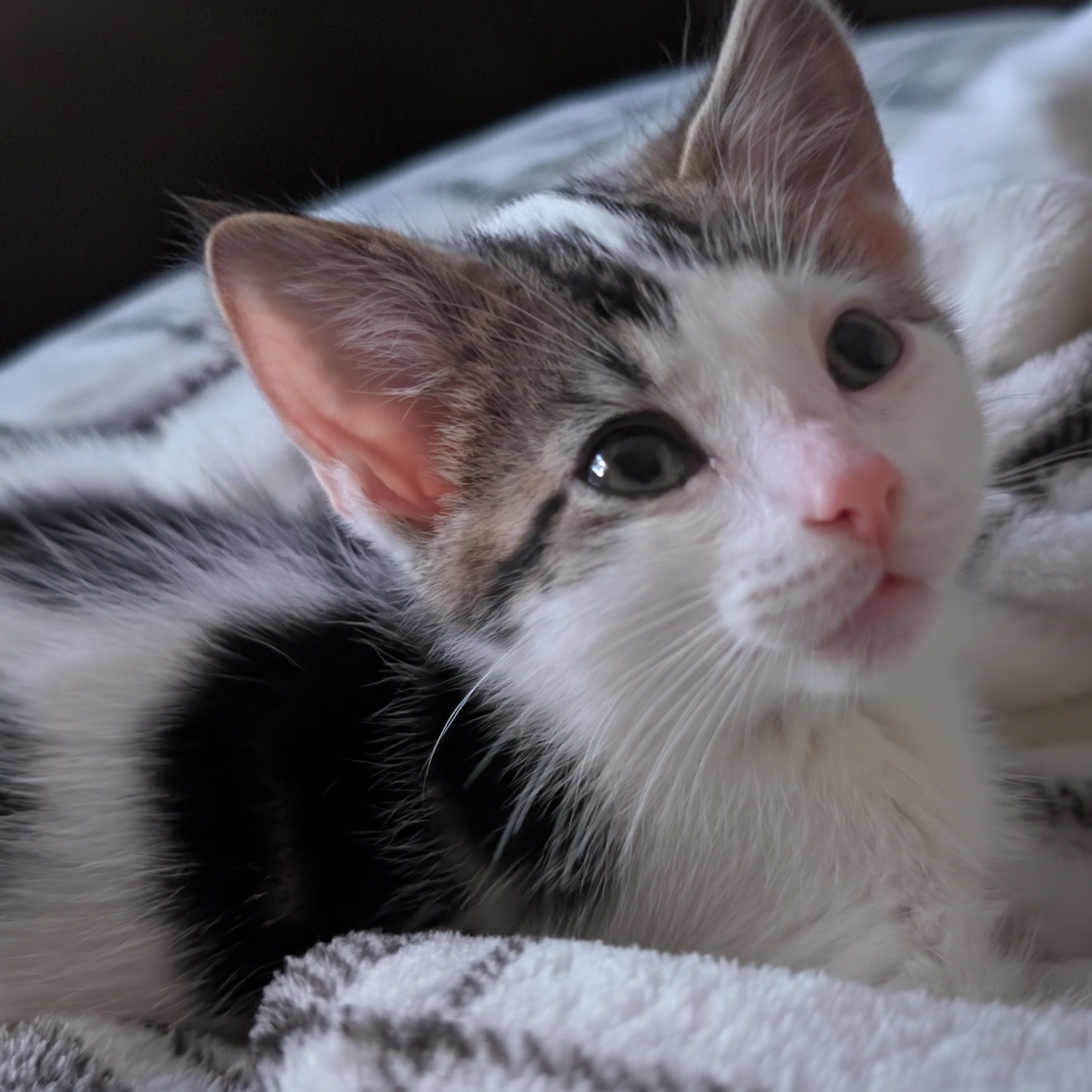 A baby medium-sized male Tabby (Brown / Chocolate) Domestic Short Hair cat named Kit for adoption in Tomah, WI