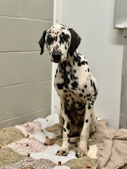 An adult medium-sized male Dalmatian dog named Journey for adoption in Aberdeen, SD