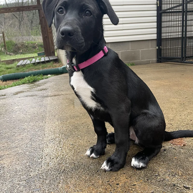 Darla  Southern Belle thumbnail 2