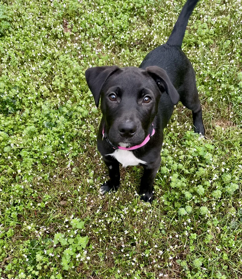 Darla Southern Belle