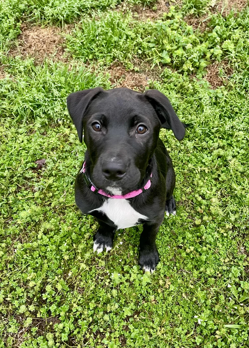 Darla  Southern Belle thumbnail 3