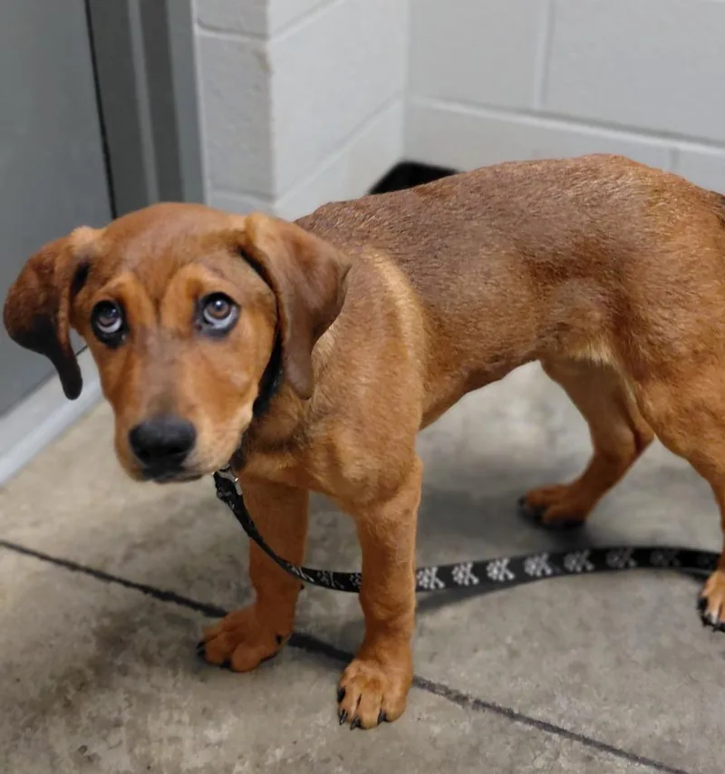 A baby medium-sized male Mixed Breed dog named Bauer for adoption in Henderson, NC