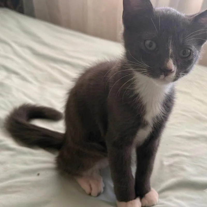 A baby small-sized male Gray / Blue / Silver Domestic Short Hair cat named Jermaine for adoption in Long Beach, CA