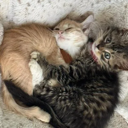 A baby small-sized female Orange / Red Domestic Short Hair cat named Latte for adoption in Normal, IL