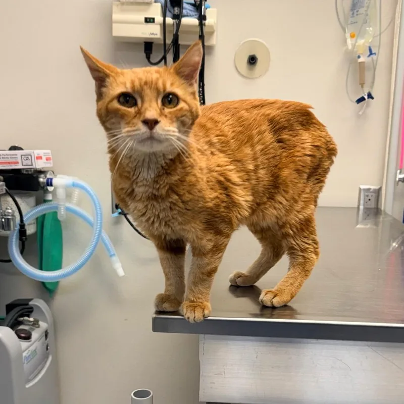 A senior medium-sized male Orange / Red Domestic Short Hair cat named Walter for adoption in Great Falls, MT