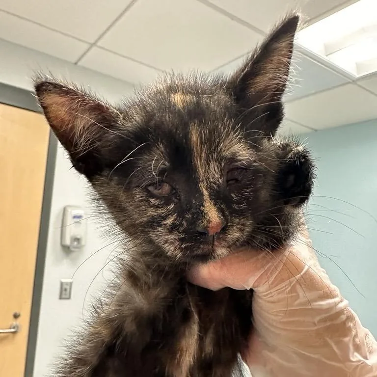 A baby small-sized female Tortoiseshell Domestic Short Hair cat named Hammy for adoption in Jacksonville, FL