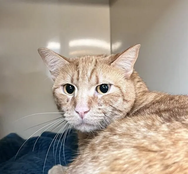 An adult medium-sized male Tabby (Orange / Red) Domestic Short Hair cat named Mr Darcy for adoption in Arlington, WA