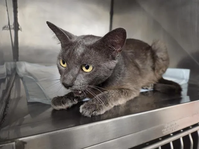 A young medium-sized female Domestic Short Hair cat named Savanah for adoption in Panama City, FL