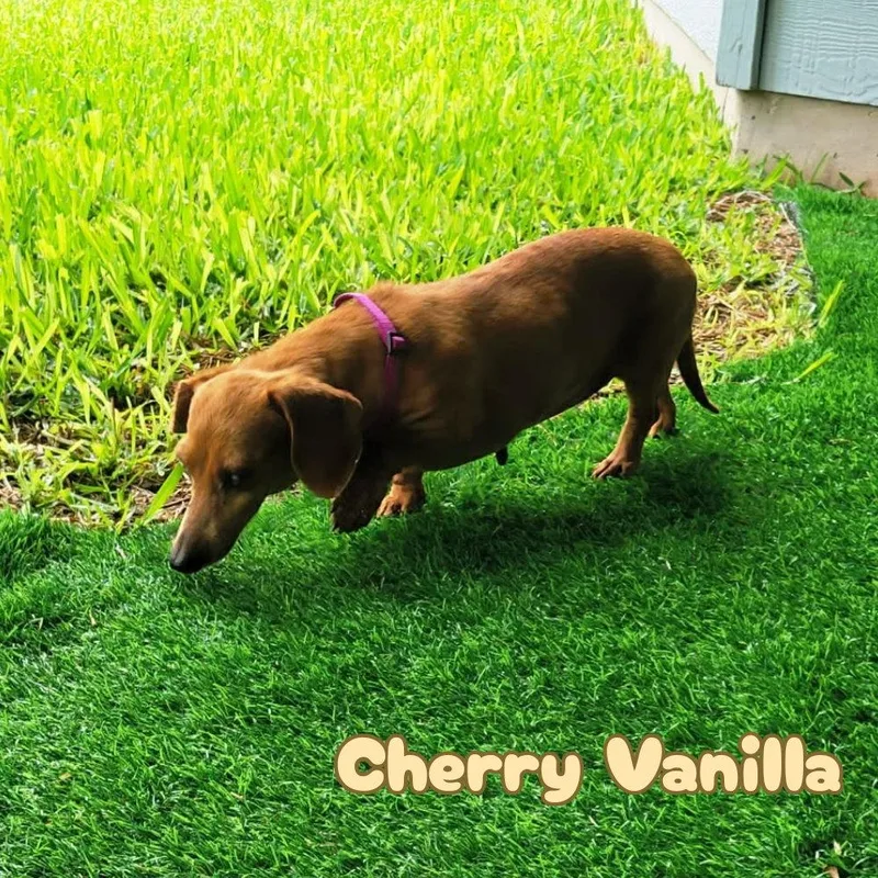 Cherry Vanilla