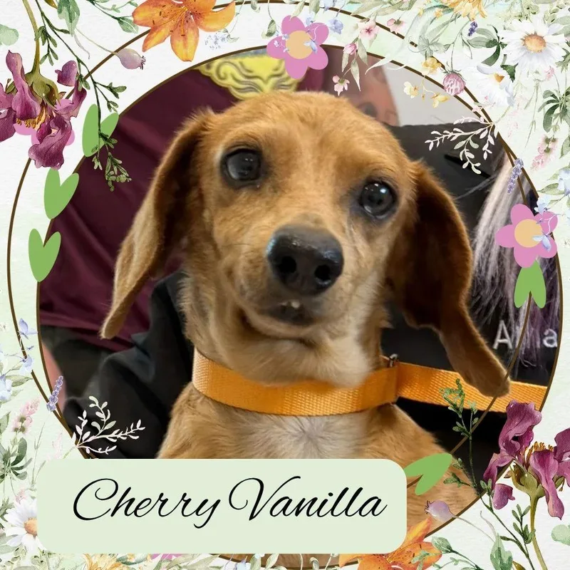 Cherry Vanilla thumbnail 2