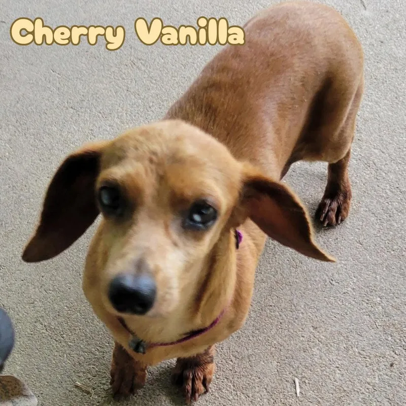 Cherry Vanilla thumbnail 3