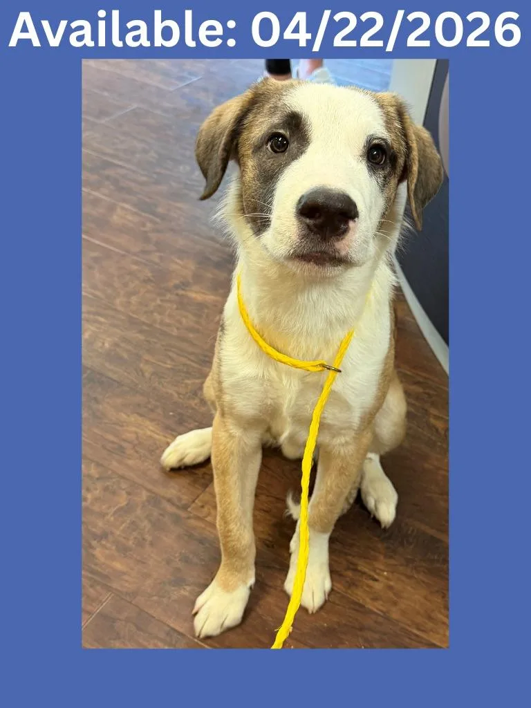 A baby medium-sized male Cattle Dog dog named Dog Kennel  Aj for adoption in Greenville, TX