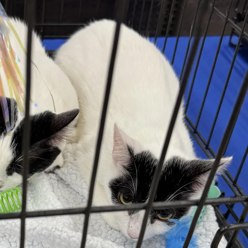An adult medium-sized female Black & White / Tuxedo Domestic Short Hair cat named Snow White for adoption in Easley, SC