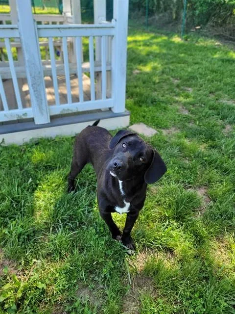 A young medium-sized male Labrador Retriever dog named Dash for adoption in Saint Peters, MO