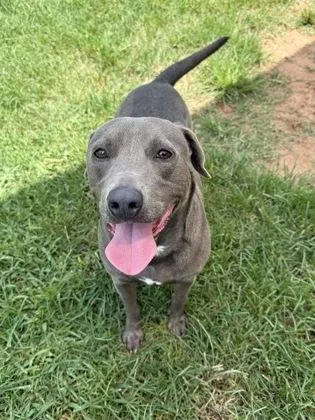 An adult medium-sized male Mixed Breed dog named Zeke $ for adoption in Seneca, SC