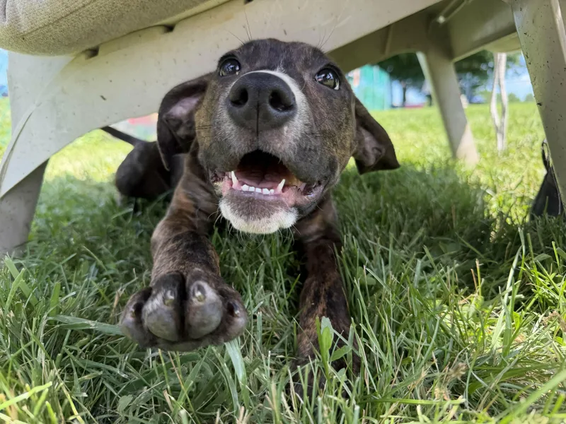 A baby medium-sized female Brindle Hound dog named Kim for adoption in Culpeper, VA