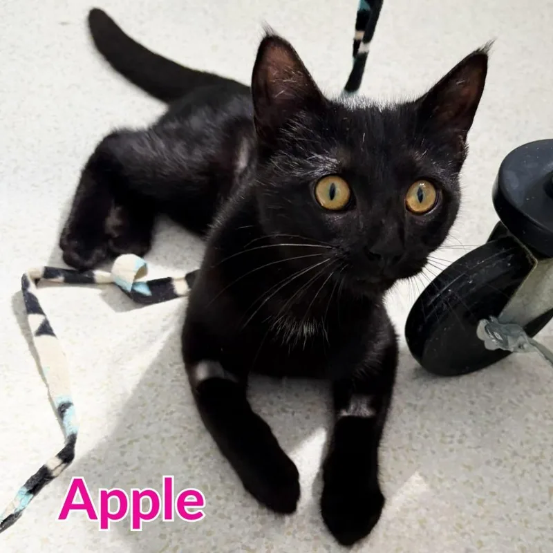 Apple