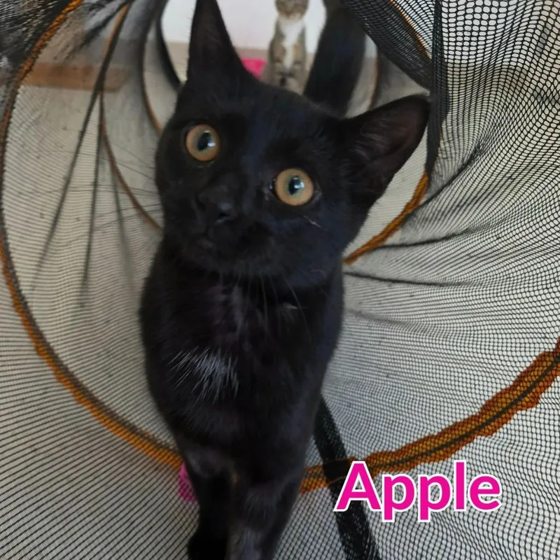 Apple thumbnail 2