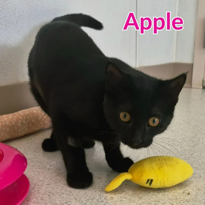Apple thumbnail 3