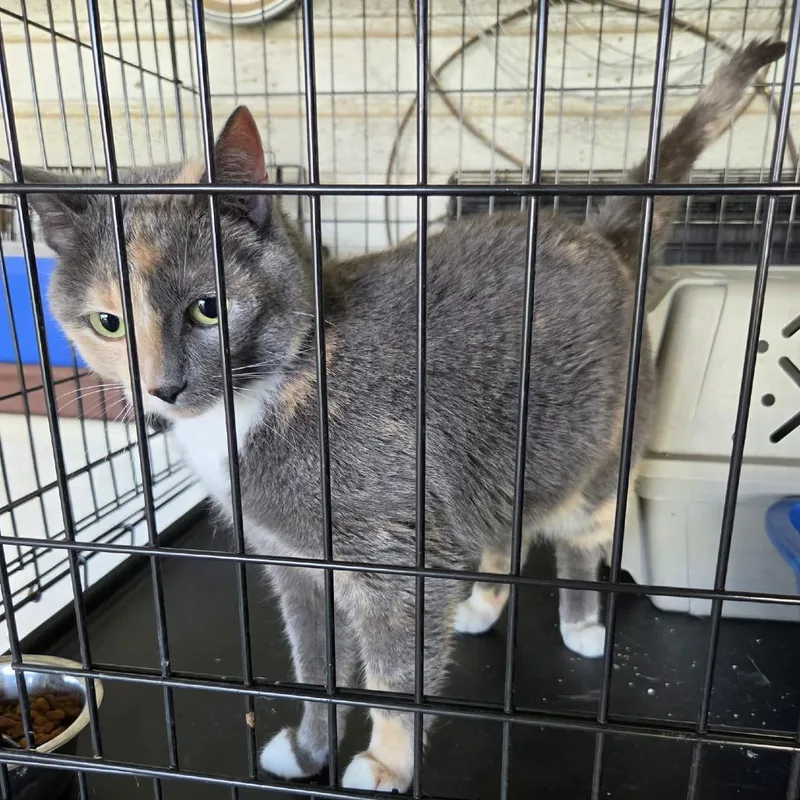 An adult medium-sized female Calico Domestic Short Hair cat named Kumeko for adoption in Wadena, MN