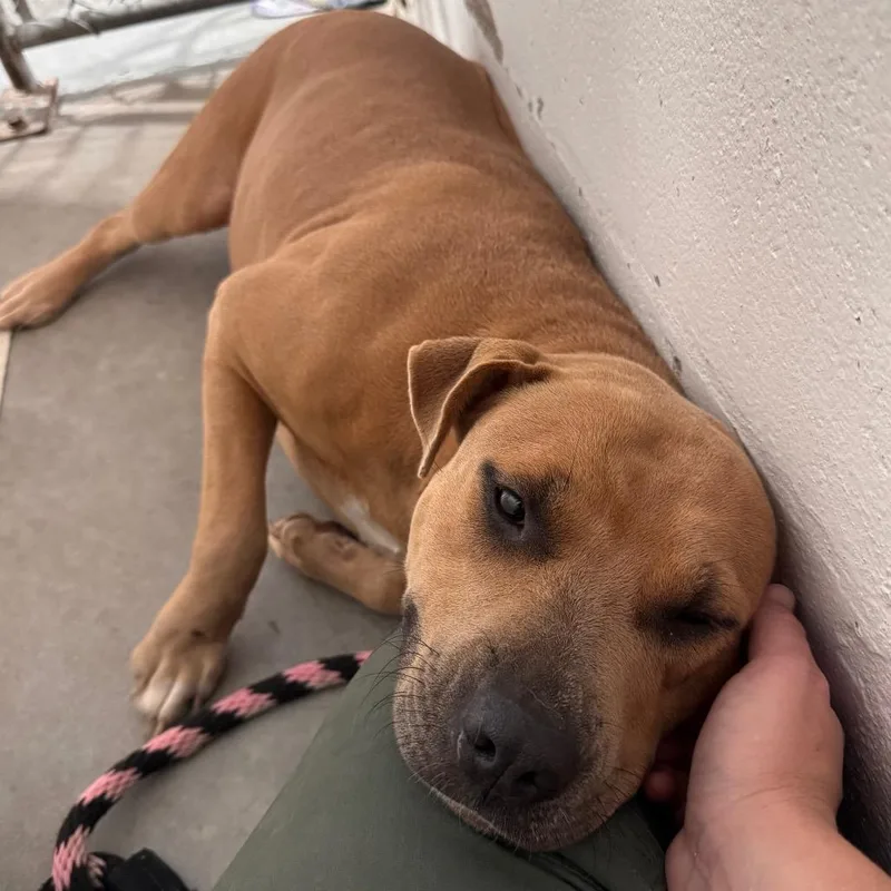 An adult large-sized female Yellow / Tan / Blond / Fawn Mixed Breed dog named Queen for adoption in Lake Panasoffkee, FL