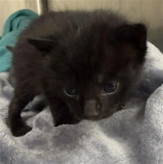 A baby small-sized male Domestic Short Hair cat named Charizard for adoption in Rosenberg, TX