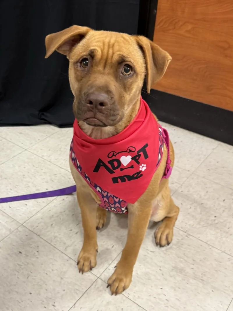 A young medium-sized female Pit Bull Terrier dog named Cinnamon for adoption in Winder, GA