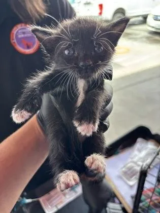 A baby small-sized female Black Domestic Short Hair cat named 61508788 for adoption in El Paso, TX