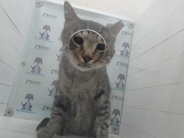 A young small-sized male Domestic Short Hair cat named Sweetboy for adoption in Orlando, FL