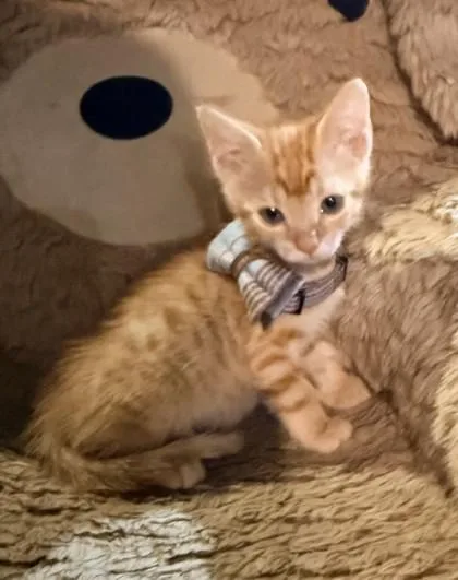 A baby small-sized male Domestic Short Hair cat named Balenciaga for adoption in Chamblee, GA