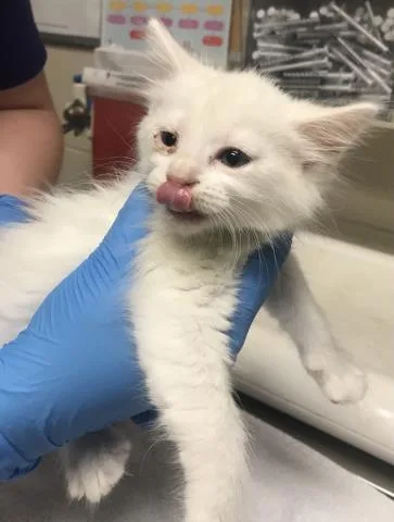 A baby small-sized male Domestic Short Hair cat named A for adoption in Conroe, TX