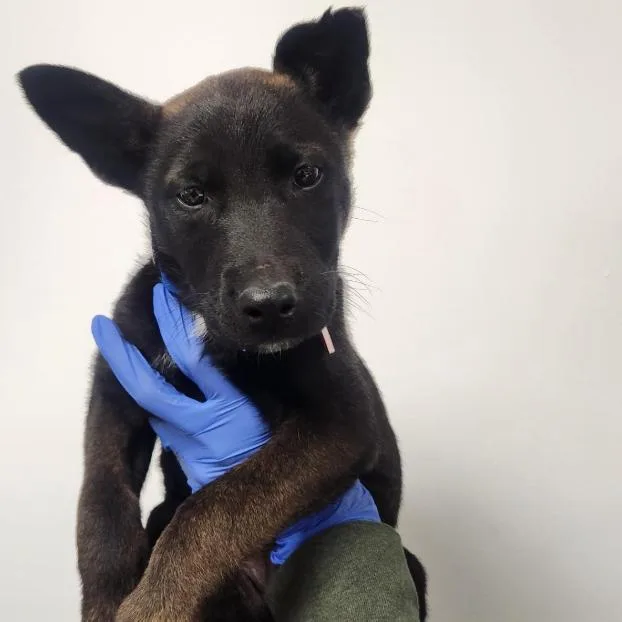 A baby small-sized male Black Shepherd dog named Paxton A for adoption in Mission Hills, CA
