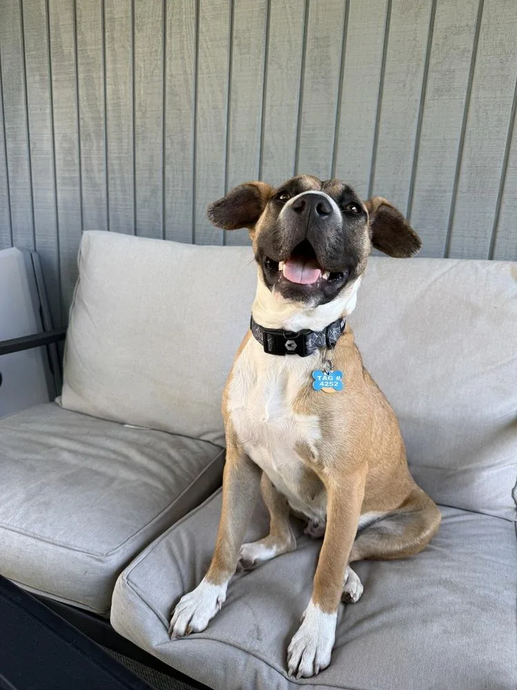 A young medium-sized female American Staffordshire Terrier dog named Cammie for adoption in New Albany, OH