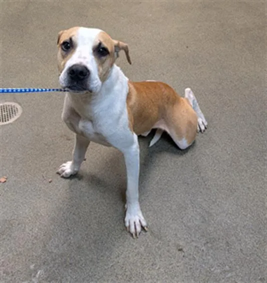 A young medium-sized male Mixed Breed dog named Dipper for adoption in Jacksonville, FL