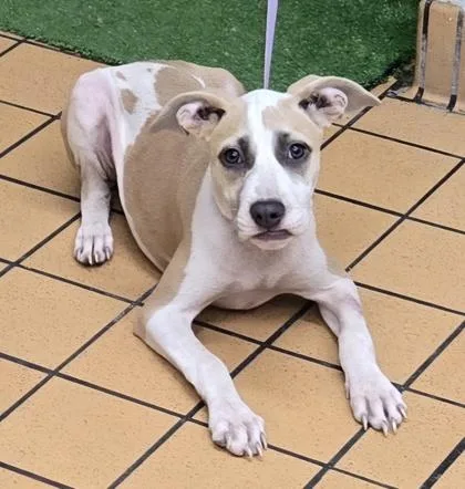 A baby medium-sized female American Bulldog dog named Polly Pocket for adoption in Gainesville, FL