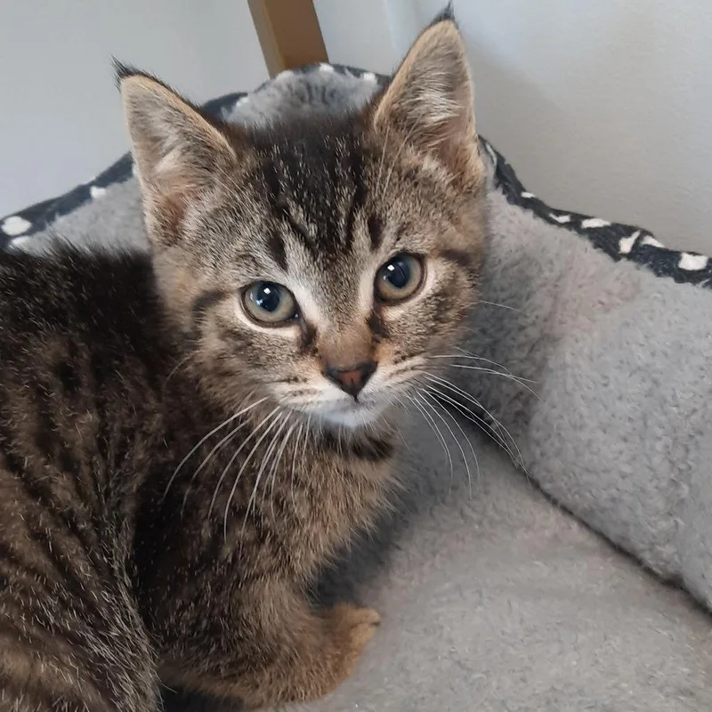 A baby small-sized male Black Domestic Short Hair cat named Appaloosa for adoption in Watertown, NY