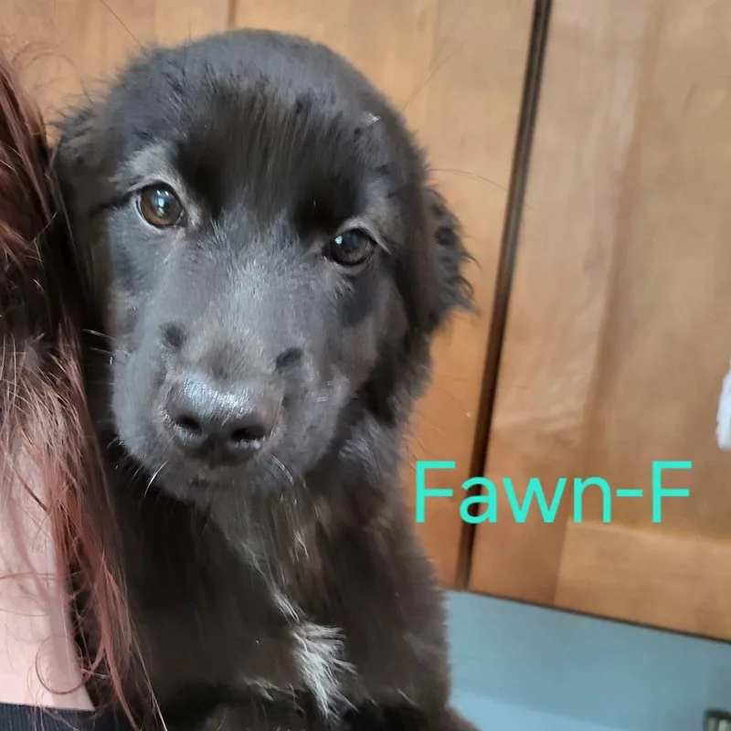 Fawn thumbnail 3