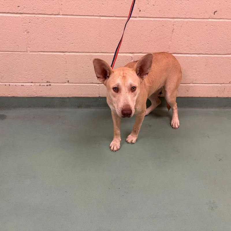A young medium-sized female Yellow / Tan / Blond / Fawn Mixed Breed dog named Kit for adoption in Memphis, TN