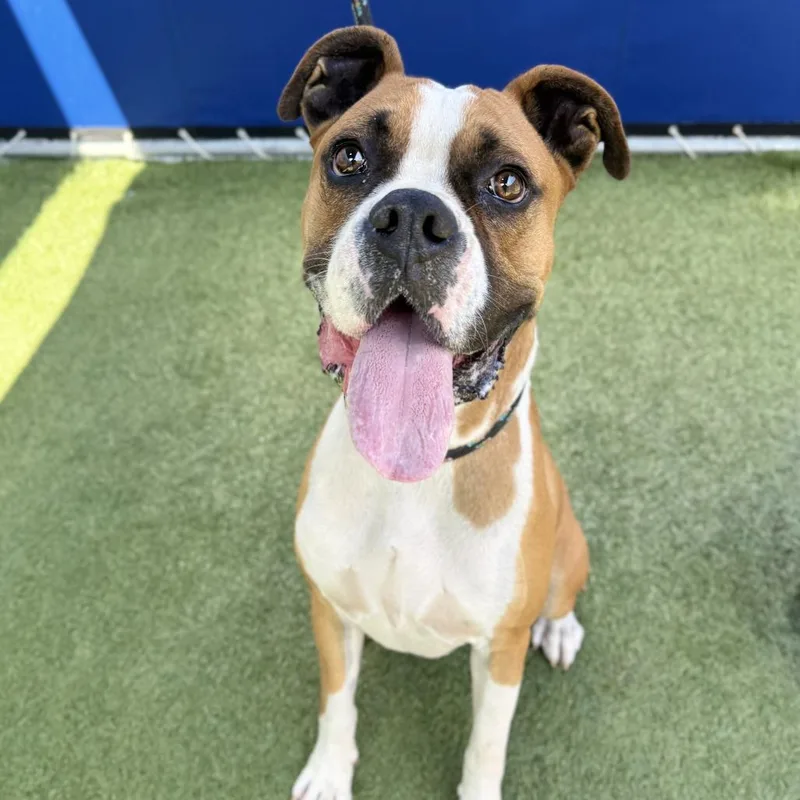 An adult large-sized male Brindle Boxer dog named Ronaldo for adoption in Hawthorne, CA