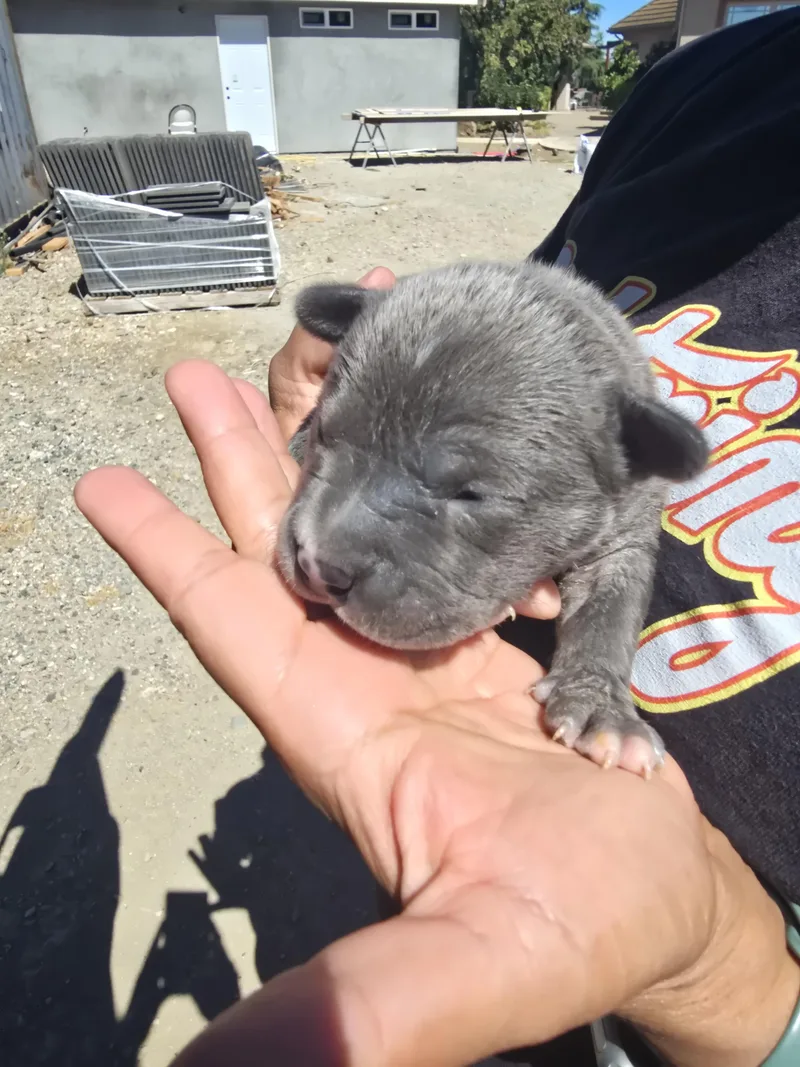 A baby medium-sized male Gray / Blue / Silver Pit Bull Terrier dog named Louis Vuitton for adoption in Brentwood, CA