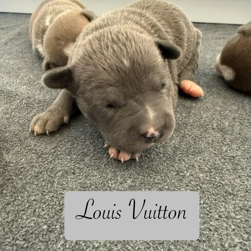 Louis Vuitton thumbnail 2