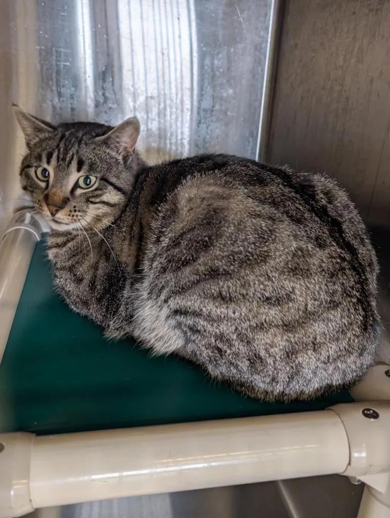 An adult large-sized male Domestic Short Hair cat named Nmk for adoption in Havre, MT