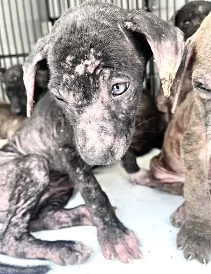A baby small-sized female Labrador Retriever dog named A for adoption in Houston, TX