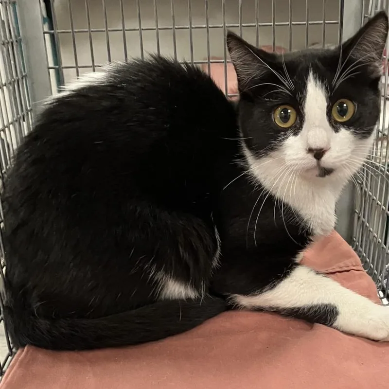A baby small-sized female Domestic Short Hair cat named 111802 for adoption in Las Cruces, NM